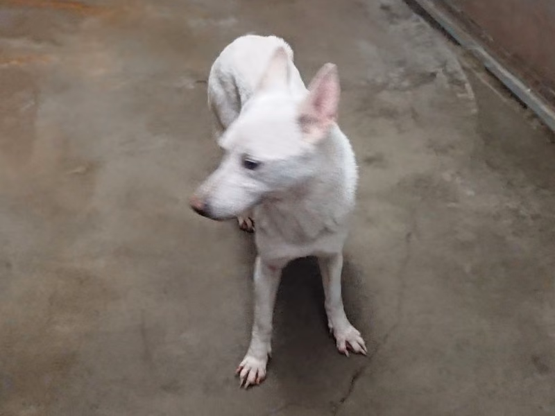 White adult female mixed-breed dog, Medium, shelter no. …0001