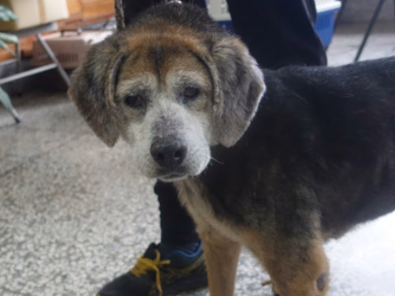 Black-and-brown adult male beagle, Large, shelter no. …0289
