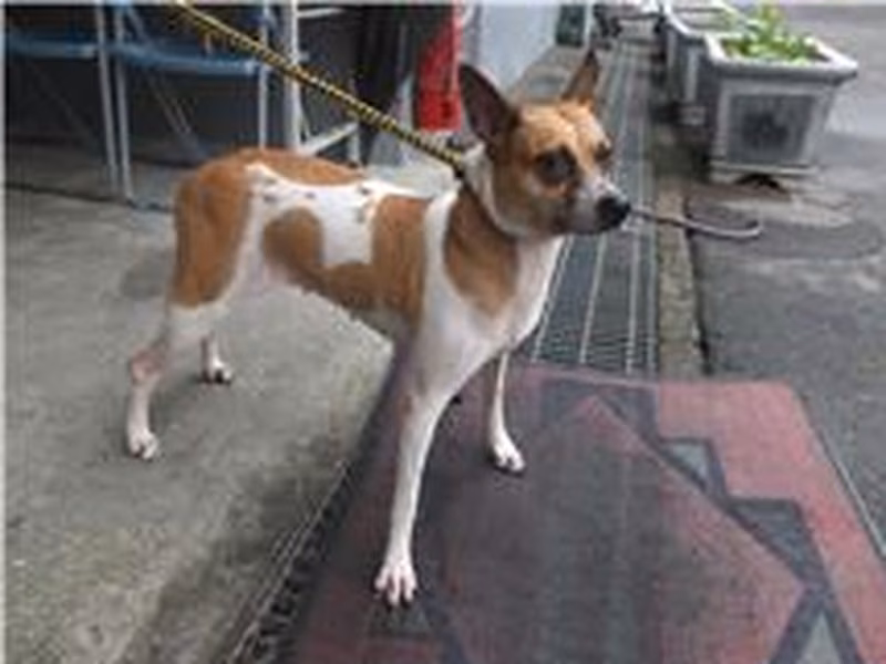 Tan-and-white adult female mixed-breed dog, Medium, shelter no. …1807