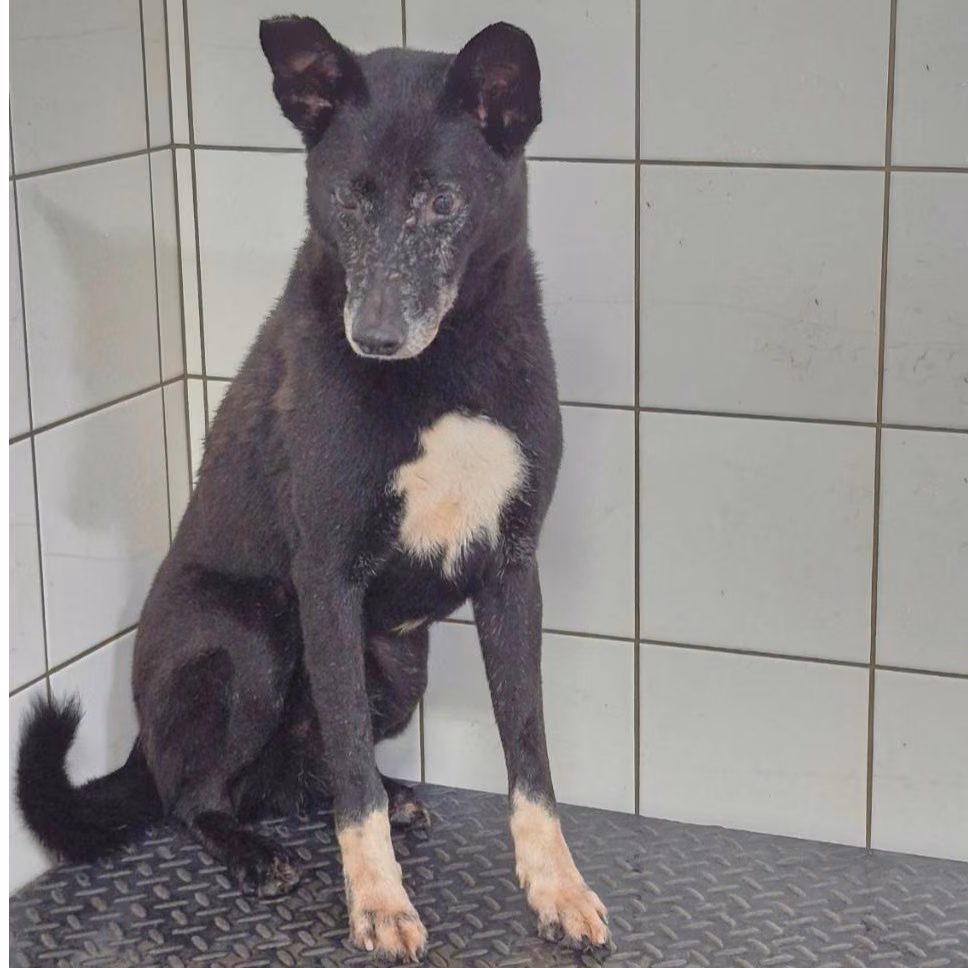 Black adult male mixed-breed dog, Medium, shelter no. …0306
