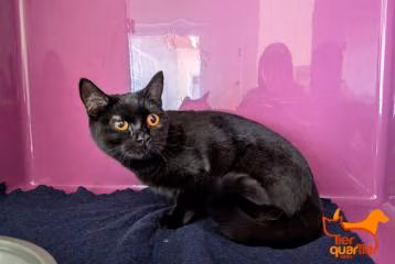 Black young female European Shorthair, shelter no. …4122