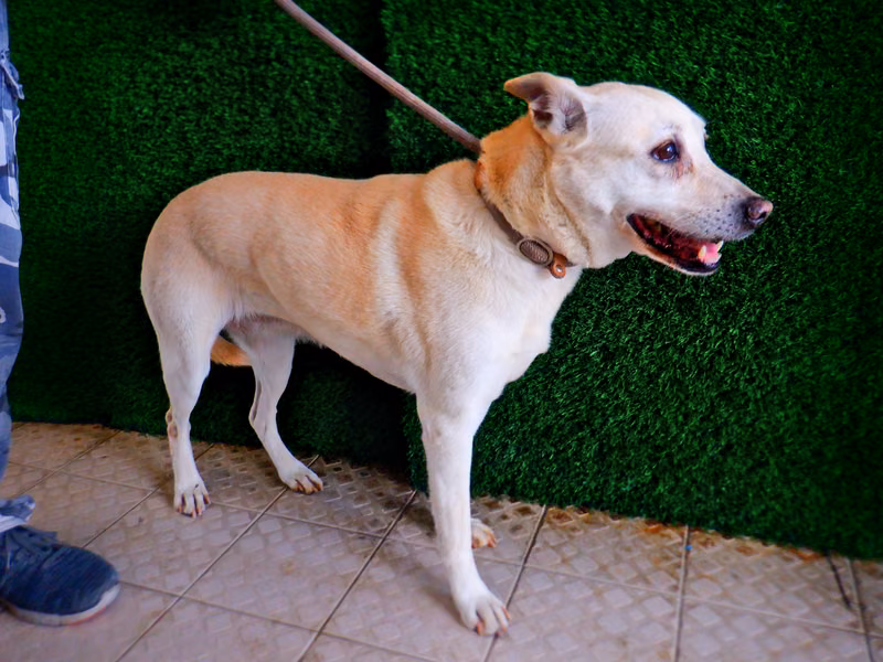 Tan adult female mixed-breed dog, Medium, shelter no. …9137