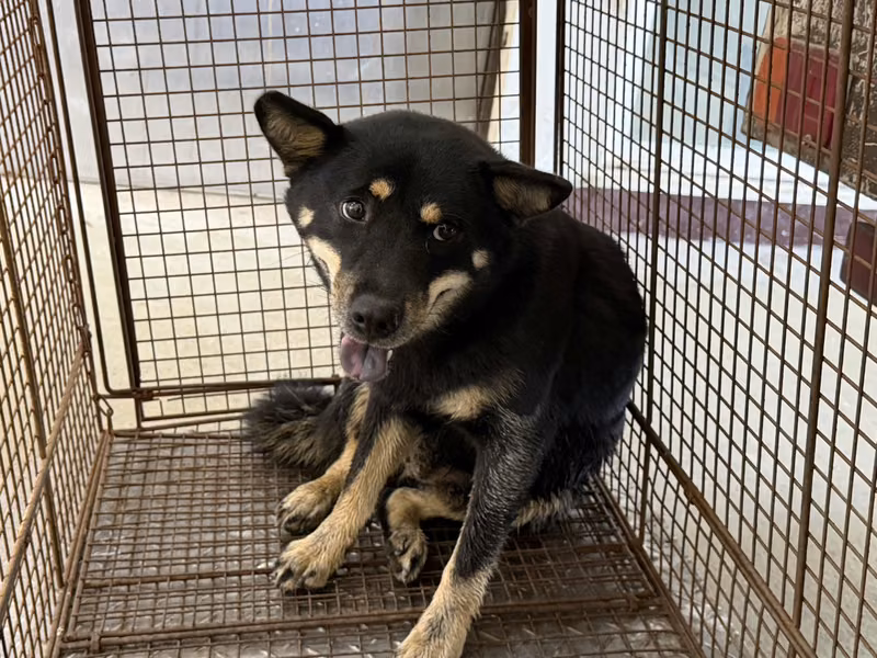 Black adult female Shiba Inu, Medium, shelter no. …7002