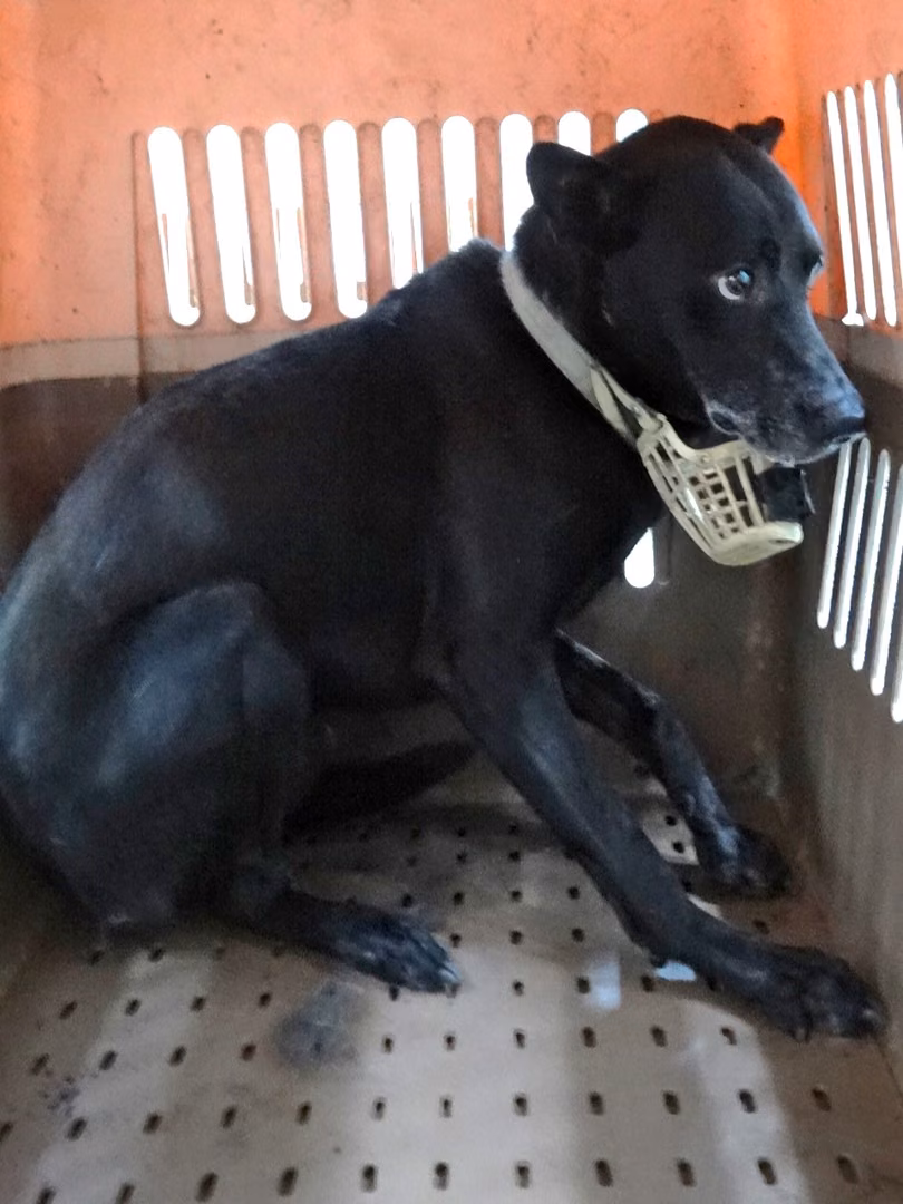 Black adult male mixed-breed dog, Large, shelter no. …0944