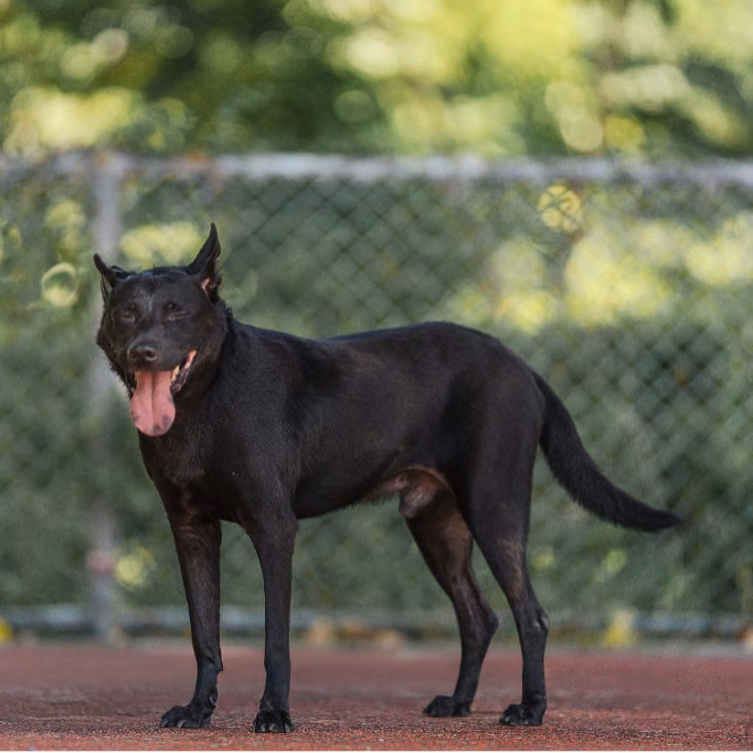 Black adult male Formosan Mountain Dog, Medium, shelter no. …2602