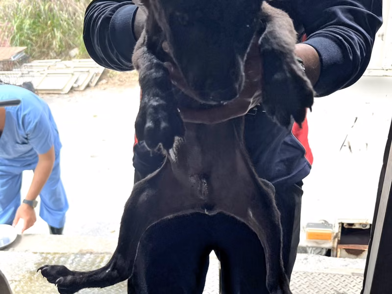 Black young male mixed-breed dog, Small, shelter no. …6013