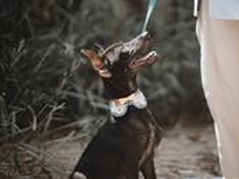 Black young male mixed-breed dog, Medium, shelter no. …0001