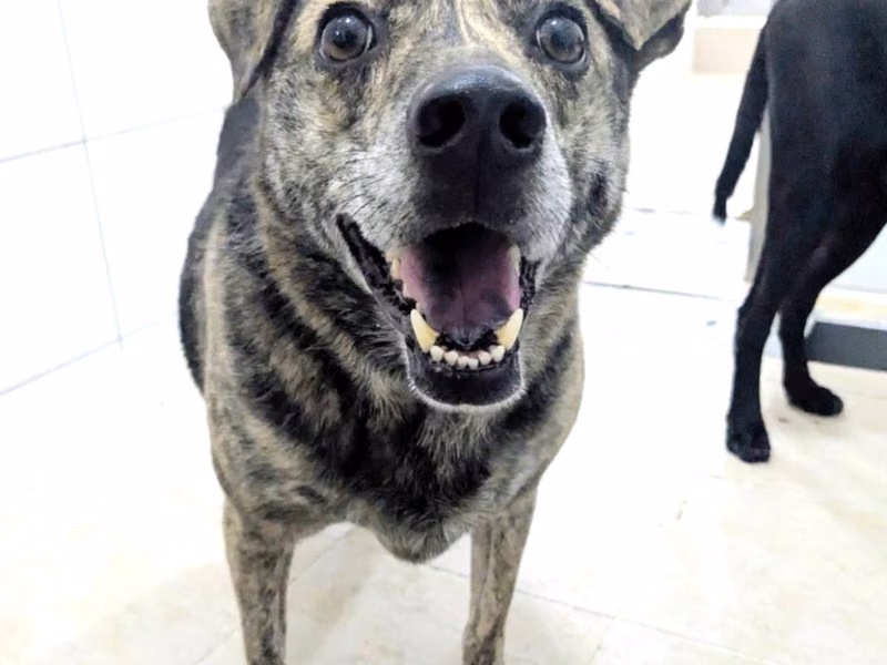 Black-and-tan young male mixed-breed dog, Small, shelter no. …2005