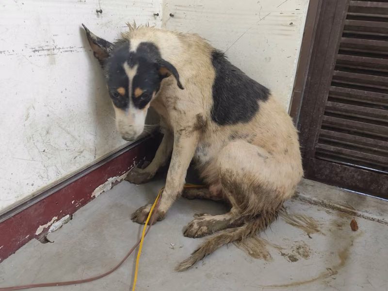 Patched adult female mixed-breed dog, Large, shelter no. …3107