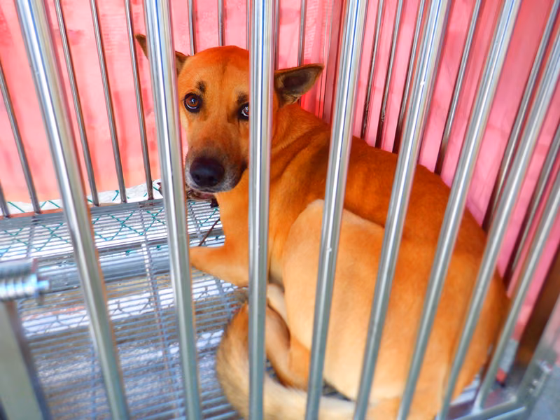 Tan adult male mixed-breed dog, Medium, shelter no. …4795