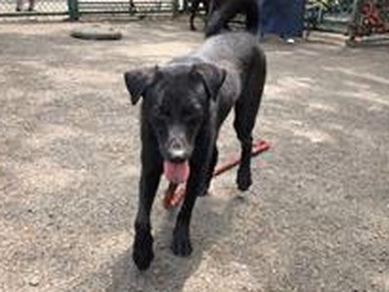 Black young male mixed-breed dog, Small, shelter no. …2506