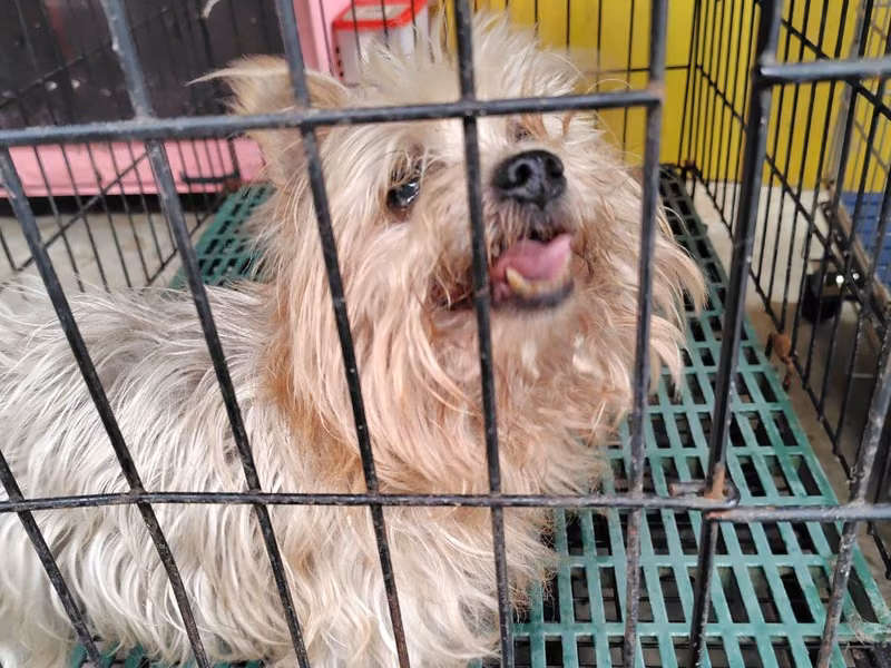 Brown adult male Yorkshire Terrier, Small, shelter no. …1001