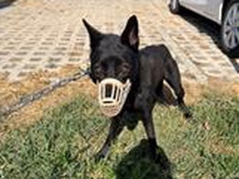 Black adult male mixed-breed dog, Medium, shelter no. …7D01