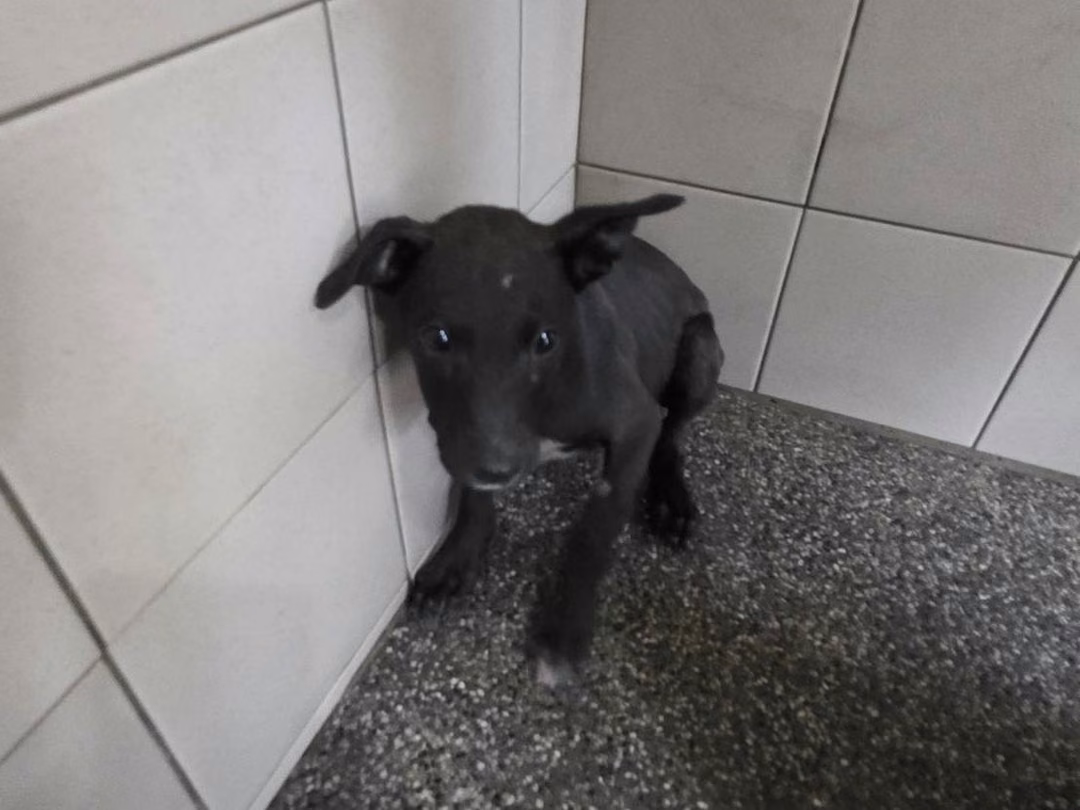 Black young female mixed-breed dog, Small, shelter no. …2301
