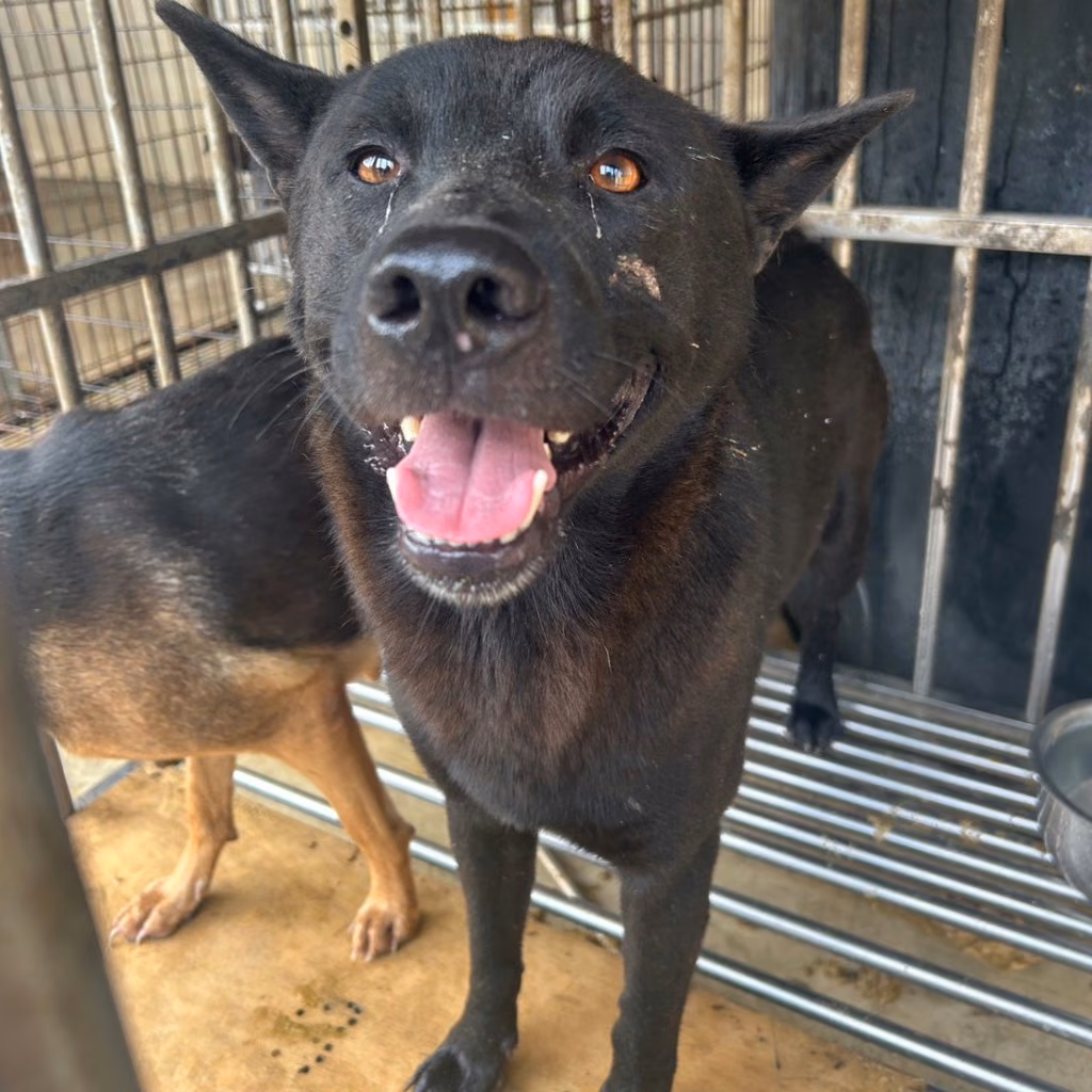 Black young male mixed-breed dog, Large, shelter no. …2008