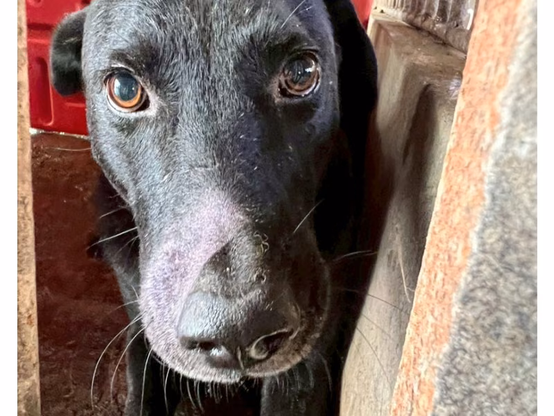 Black adult male mixed-breed dog, Large, shelter no. …062D