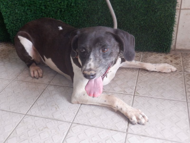 Black-and-white adult male mixed-breed dog, Medium, shelter no. …8832