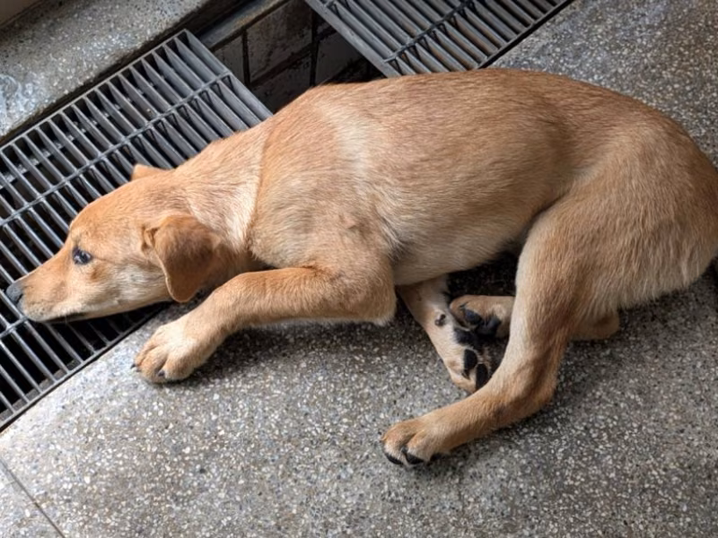 Tan adult female mixed-breed dog, Large, shelter no. …2405