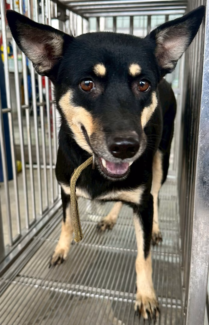 Black-and-brown adult female mixed-breed dog, Medium, shelter no. …6003