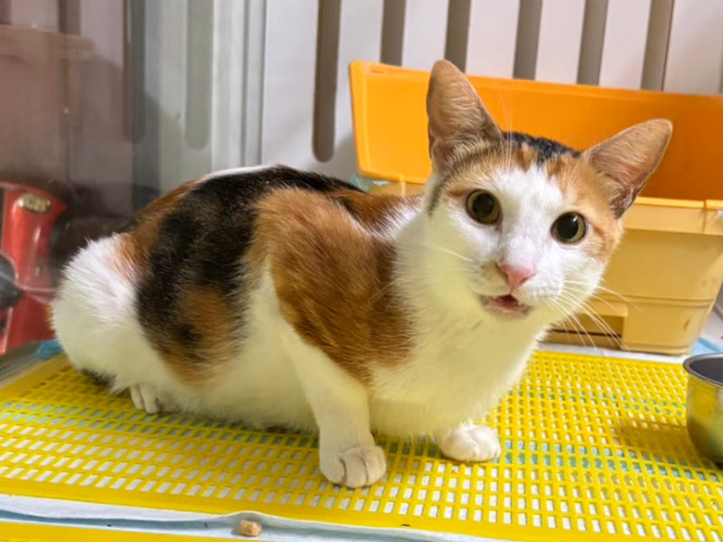 Calico adult female mixed-breed cat, Small, shelter no. …7001