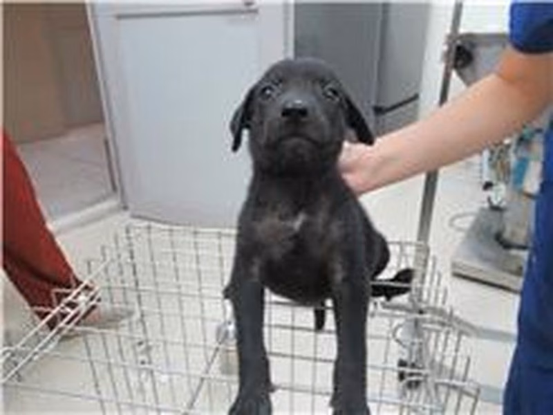 Black adult female mixed-breed dog, Small, shelter no. …3006