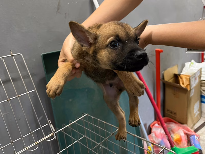 Tan young male mixed-breed dog, Small, shelter no. …6007
