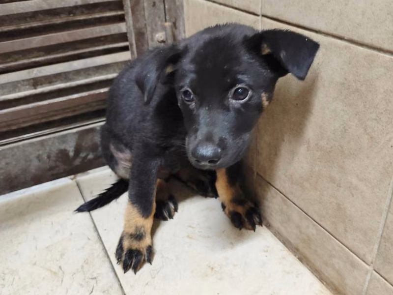 Black young female mixed-breed dog, Medium, shelter no. …2407