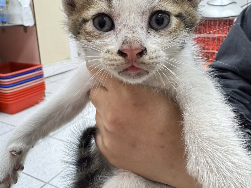 Tabby-and-white young male mixed-breed cat, Small, shelter no. …1003