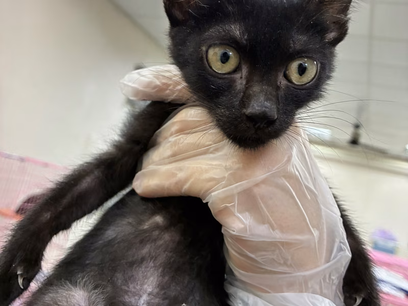 Black young female mixed-breed cat, Medium, shelter no. …3-11