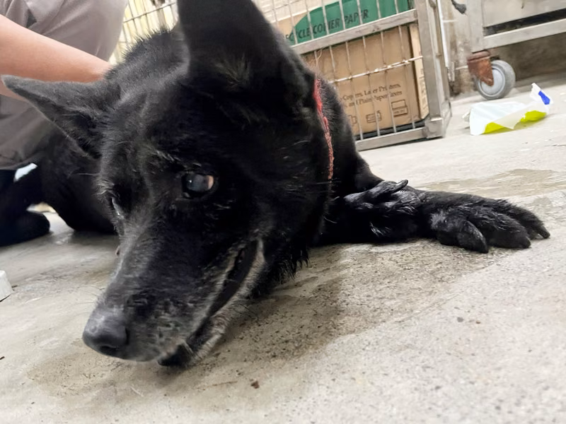 Black adult female mixed-breed dog, Medium, shelter no. …0805
