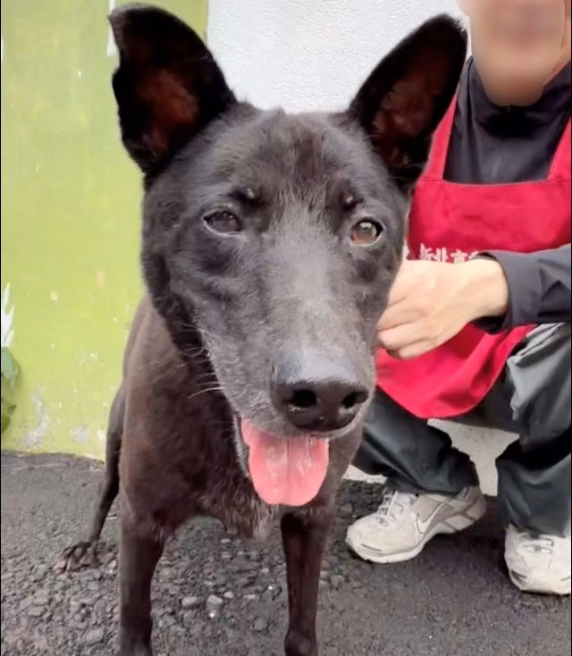 Black adult male mixed-breed dog, Medium, shelter no. …2001