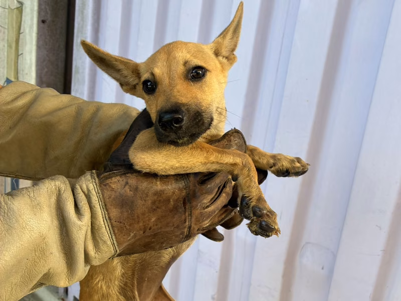Tan young female mixed-breed dog, Small, shelter no. …1001