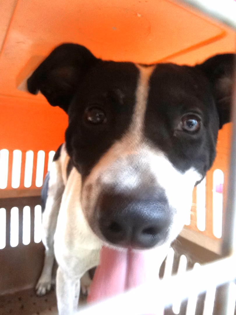 Black-and-white adult male mixed-breed dog, Large, shelter no. …1372