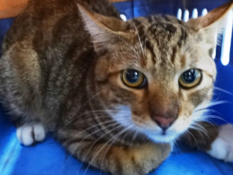 Tabby adult mixed-breed cat, Large, shelter no. …1136