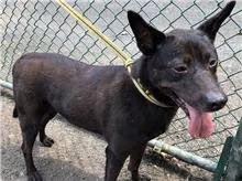 Black young male mixed-breed dog, Medium, shelter no. …0503
