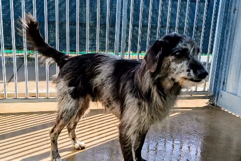 Panaque, Adult · Male · Mixed breed