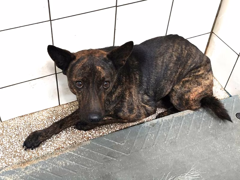 Tabby adult male mixed-breed dog, Large, shelter no. …4A11