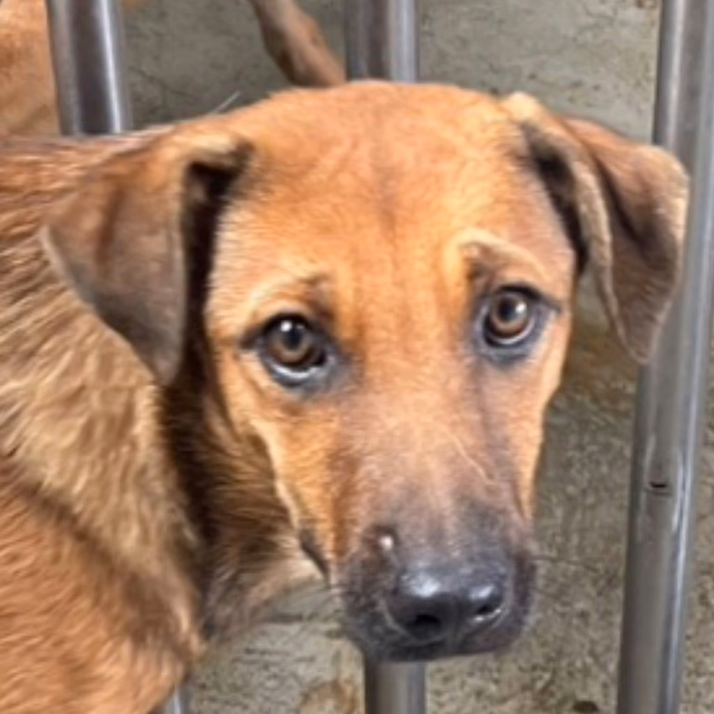 Tan adult female mixed-breed dog, Medium, shelter no. …7009