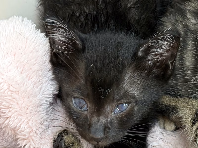 Pusang halo ang lahi (Lalaki, Bata, itim), Maliit, blg. ng shelter …6006