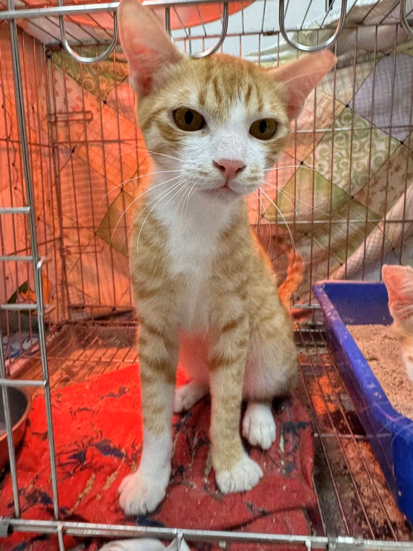 Orange tabby adult male mixed-breed cat, Small, shelter no. …3002