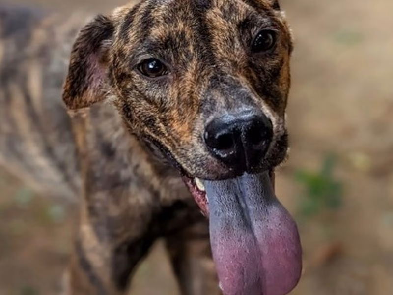 Tabby young male mixed-breed dog, Small, shelter no. …5004