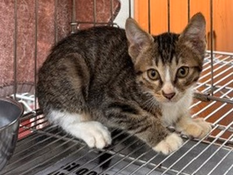 Gato mestizo joven (atigrado y blanco), Pequeño, refugio n.º …1001