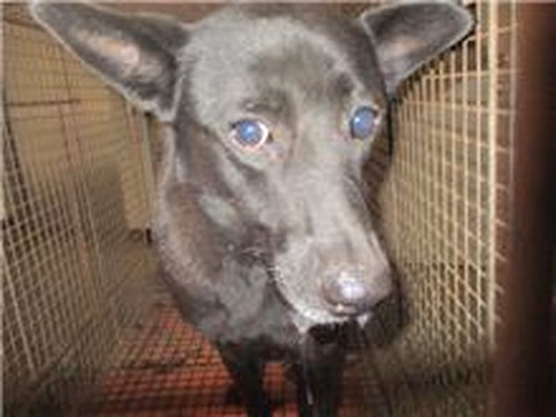 Black female mixed-breed dog, Medium, shelter no. …4023