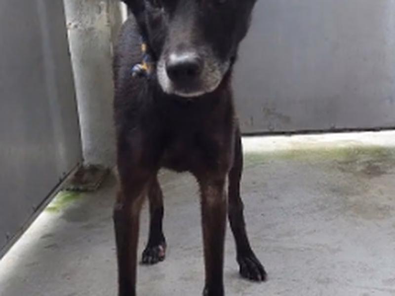 Black adult male mixed-breed dog, Medium, shelter no. …1001