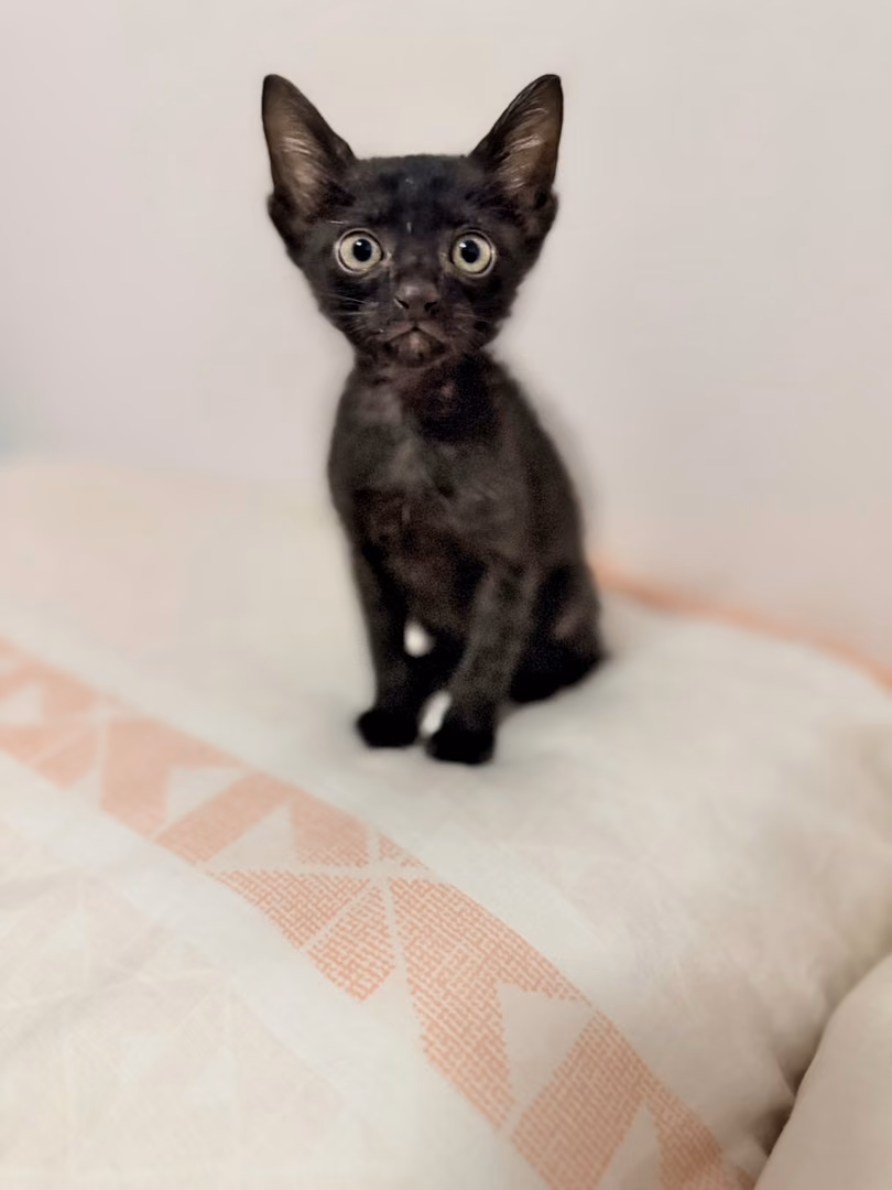 Black young male mixed-breed cat, Small, shelter no. …3007