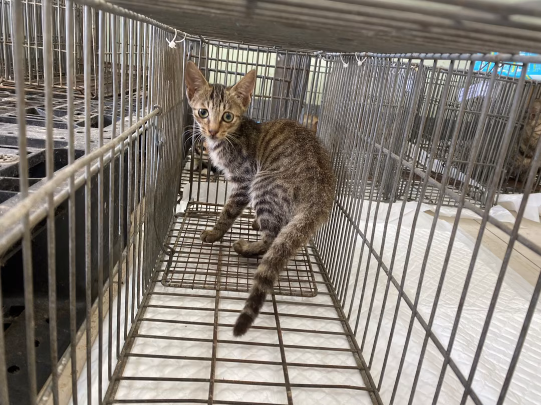 Young male mixed-breed cat, Small, shelter no. …9C07