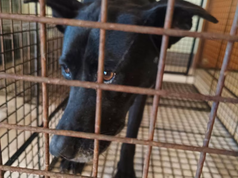 Black adult female mixed-breed dog, Medium, shelter no. …8D01