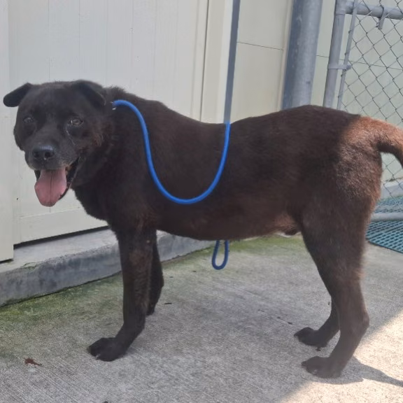 Black adult male mixed-breed dog, Large, shelter no. …1001