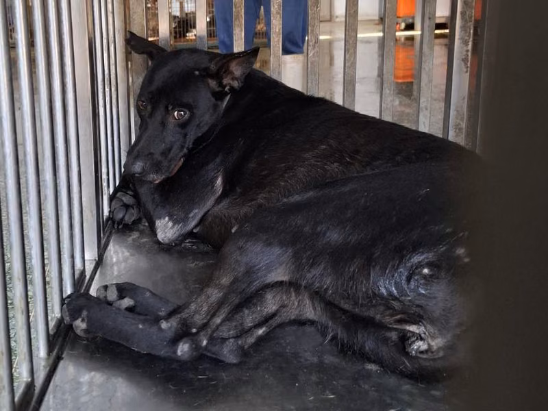 Black adult female mixed-breed dog, Medium, shelter no. …0-04