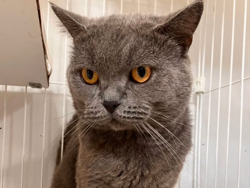 Adult male American Shorthair, Medium, shelter no. …8001